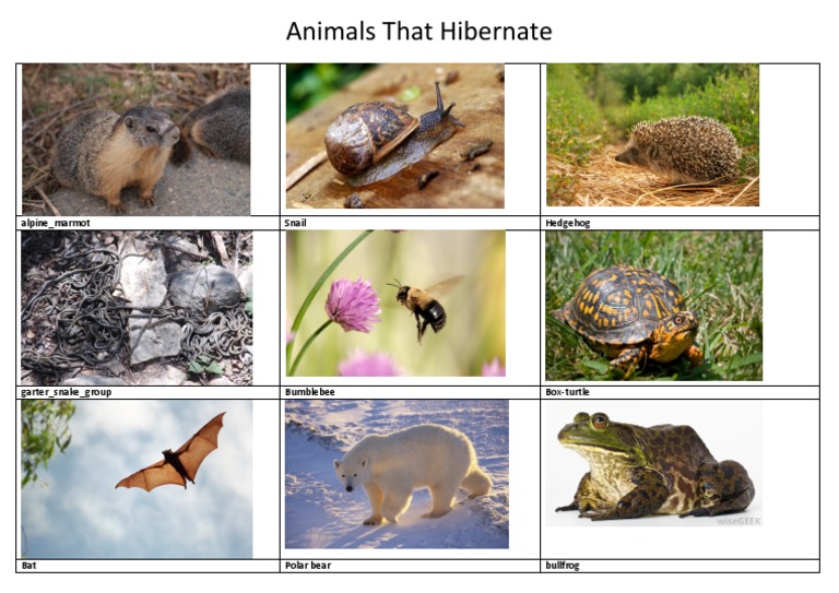 Animals That Hibernate | PDF