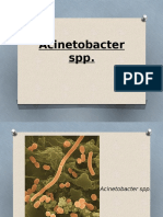 Lec 11acinetobacter SPP