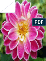 Flowers 84 PDF