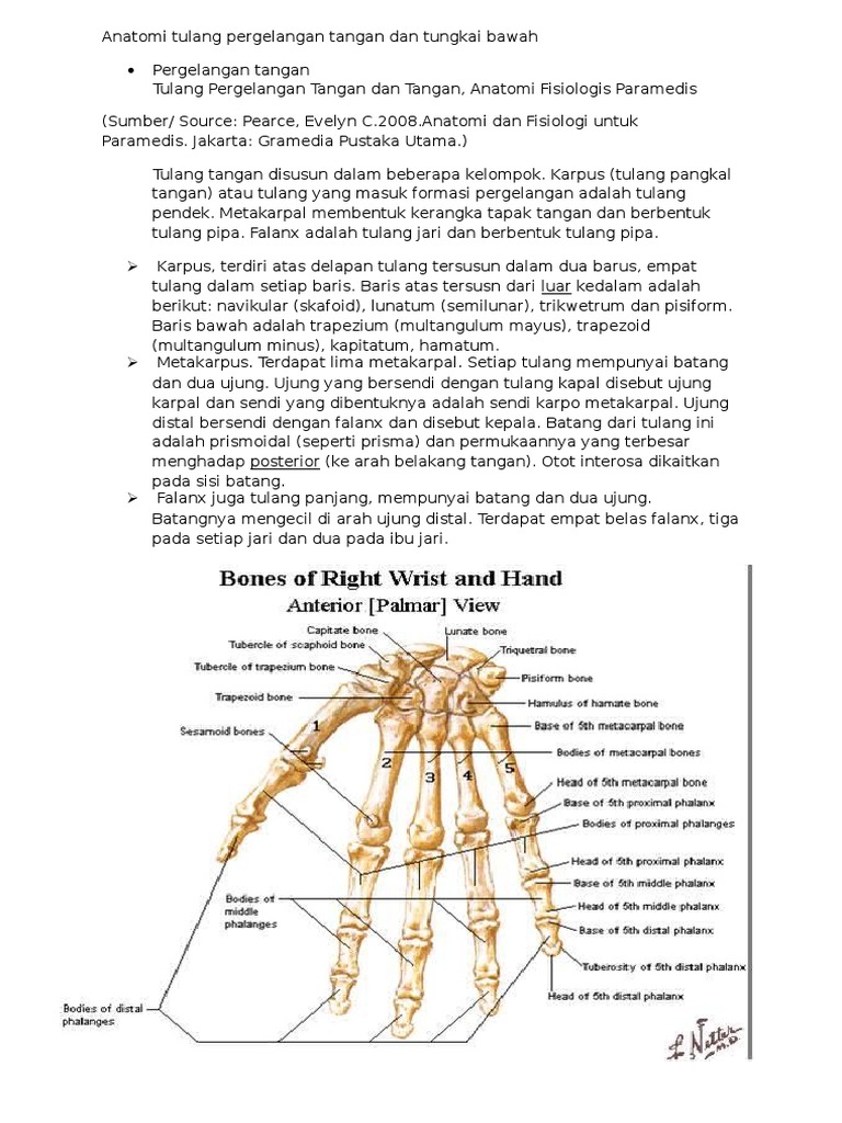 Anatomi Tulang Pergelangan  Tangan  Dan Tungkai Bawah 