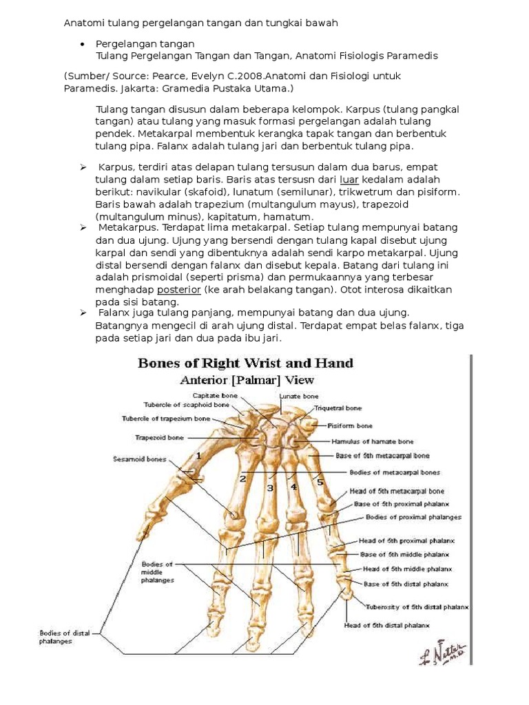  Anatomi  Tulang Pergelangan  Tangan  Dan Tungkai Bawah