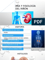 Anatomia y Fisiología Del Riñón