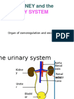 KIDNEY AND URINARY SYSTEM: ORGANS OF OSMOREGULATION AND EXCRETION