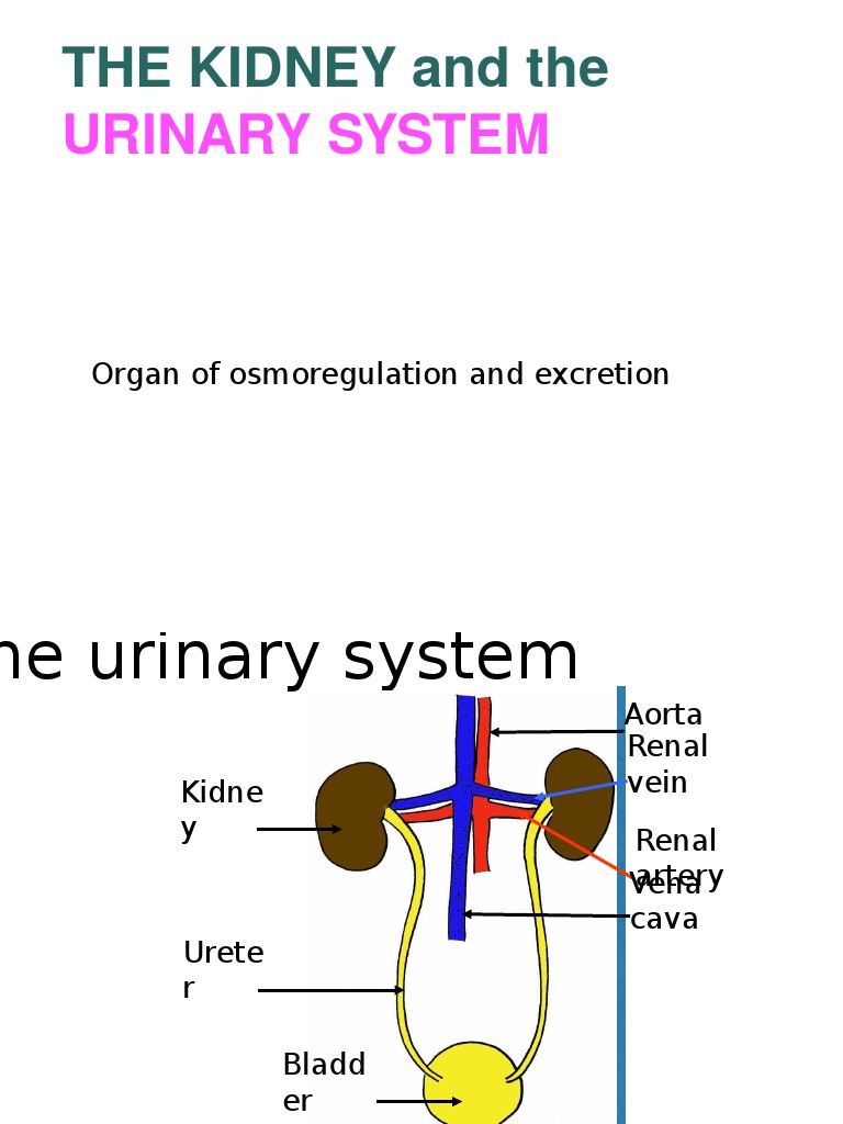 The Anatomy and Physiology of the Urinary System How the Kidneys and