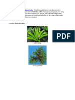 Contoh Dan Gambar Tumbuhan Paku