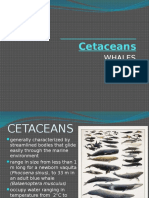 Cetaceans Report