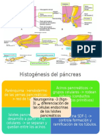 Desarrollo e Histogénesis Del Páncreas