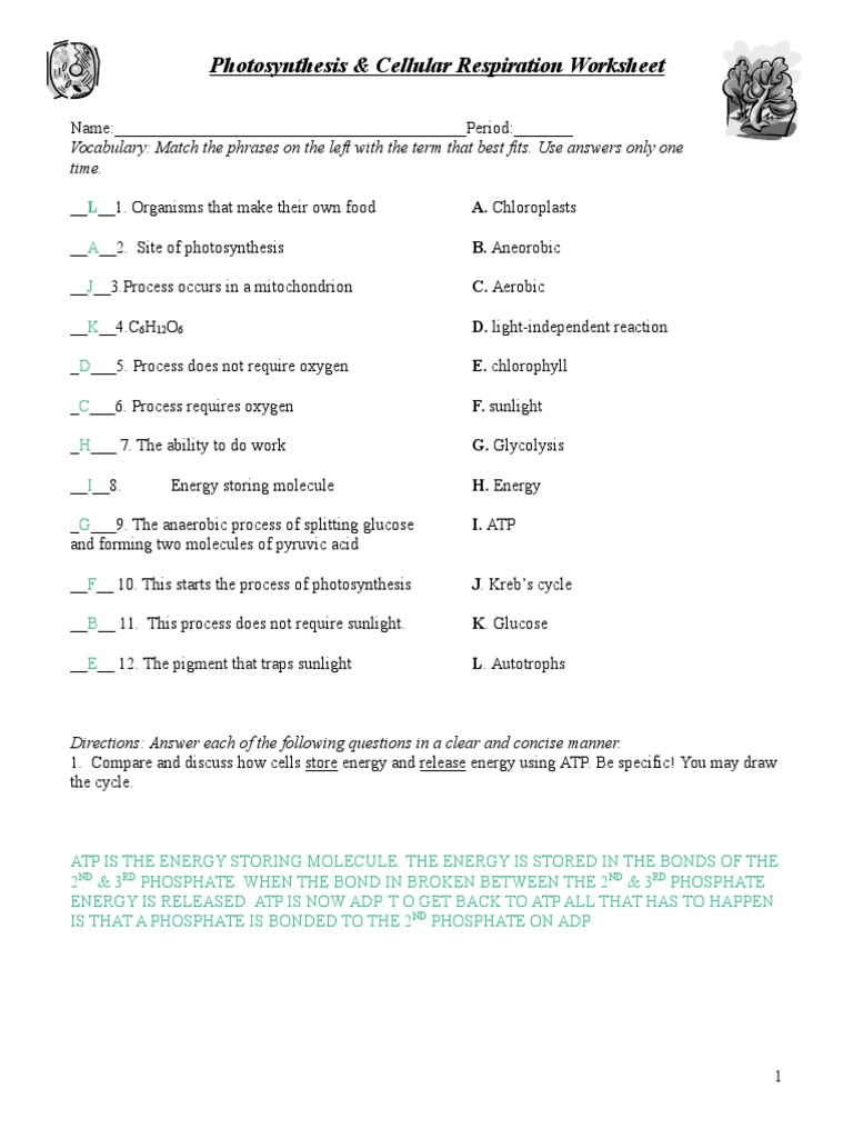 Printables Cellular Respiration Worksheet key photosynthesis respiration review worksheet cellular adenosine triphosphate