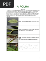 A FOLHA