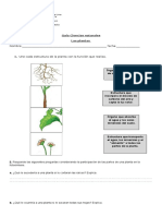 Guía Ciclo de La Planta