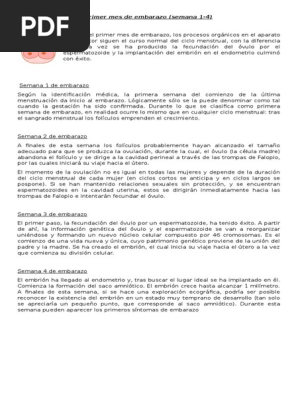 Embaeazo Ciclo Menstrual Embarazo