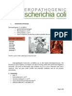 Enteropathogenic Escherichia Coli - Written Report PDF