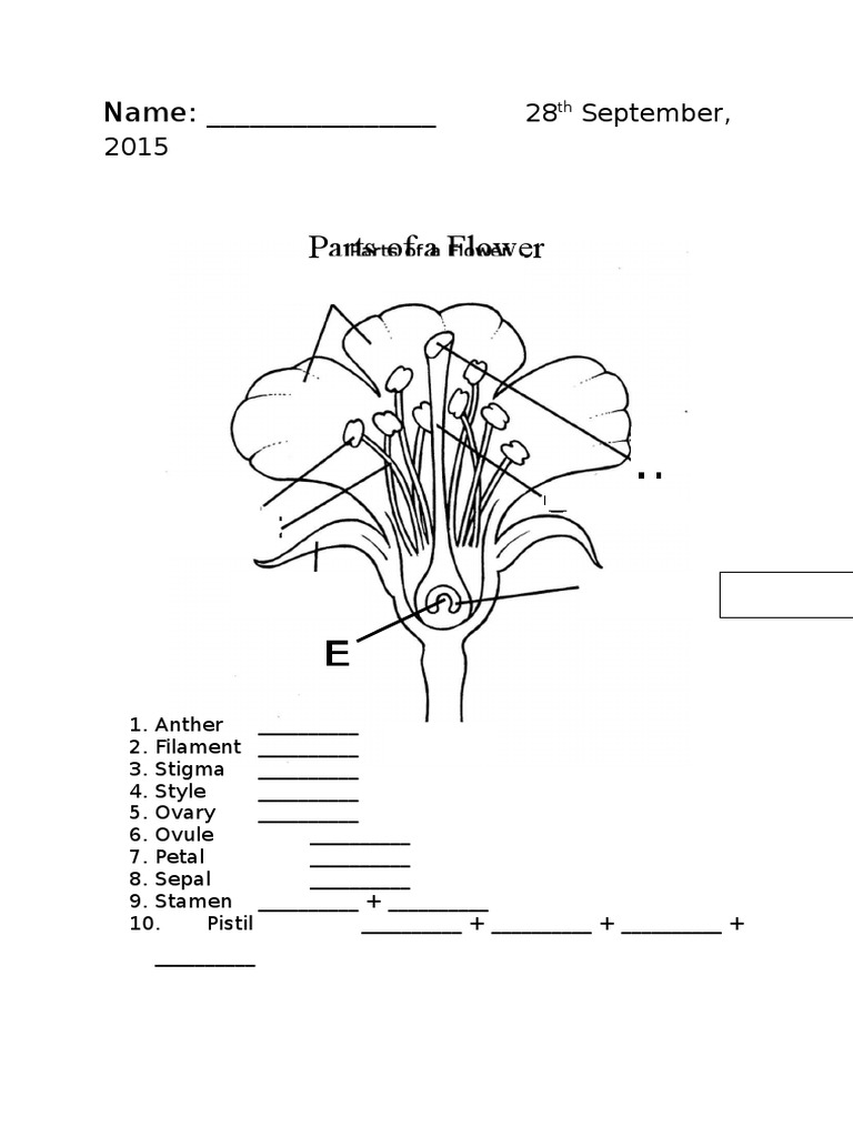 Parts Of A Flower Worksheet PDF PDF