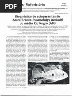 Diagnóstico de Ectoparasitas Do Acará Branco (Acarichthys Heckehl) Do Médio Rio Negro (AM) - Lemos Et Al., 2011
