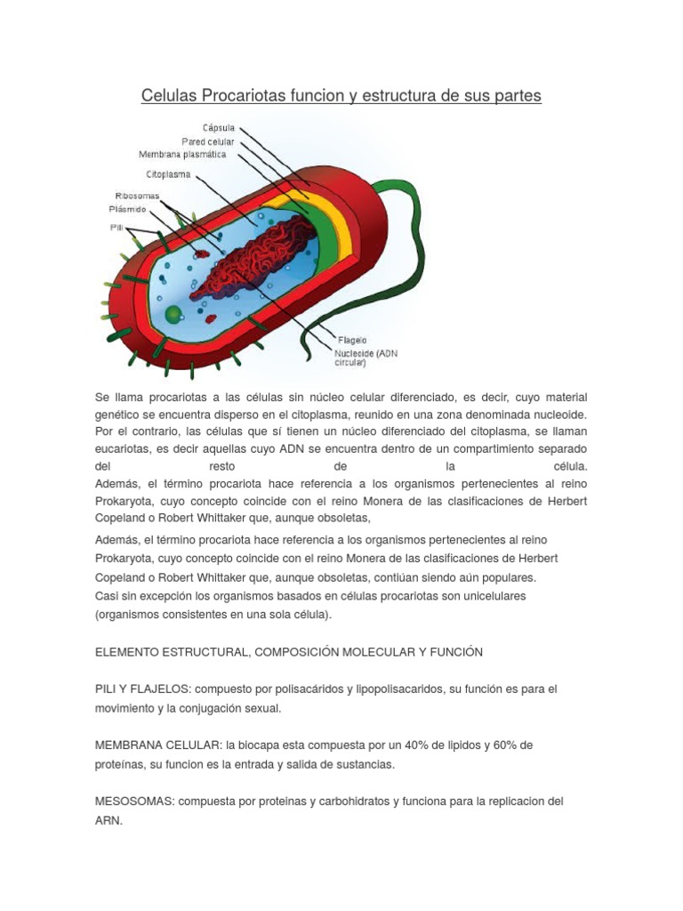 Celulas Procariotas Funcion y Estructura de Sus Partes | PDF | Procariota |  Biología Celular)