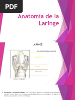 Anatomía de La Laringe