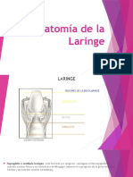 Anatomía de La Laringe