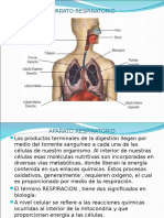 Aparato Respiratorio