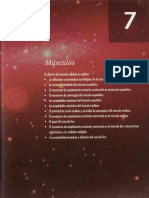 7 músculos.pdf