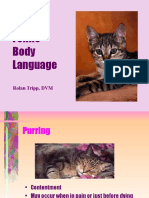 04 Feline Body Language - Default