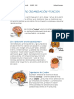 El Cerebro Organización y Función