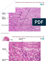 Histoepithelialtissuepicspearson