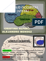 Lobulo Occipital2