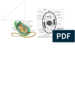 bacterias, hongos, levaduras y algas.docx