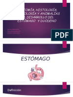 Anatomía, Histología, Estomago Duodeno