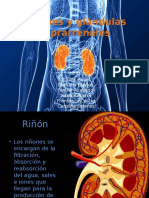 Riñones y Glándulas Suprarrenales