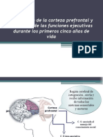 Maduración de La Corteza Prefrontal 