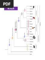 Zoologia - Plathyhelmintes