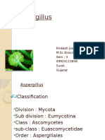 Aspergillus: Classification, Occurrence, Appearance and Economic Importance