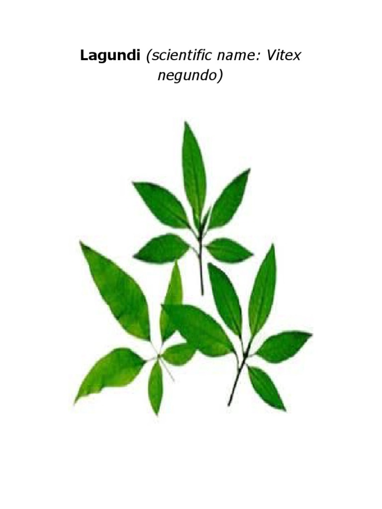 Lagundi (Scientific Name: Vitex: Negundo) | PDF | Flora | Medicinal ...