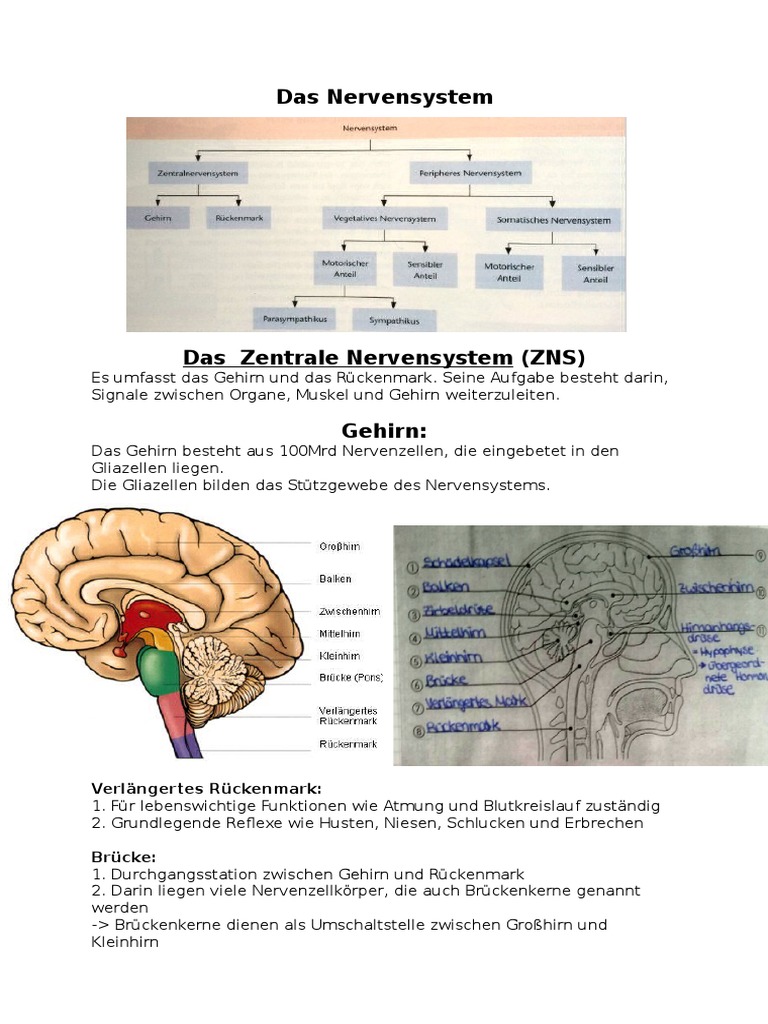 Das Nervensystem | PDF