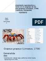 Comportamiento etológico-reproductivo del crustáceo Grapsus grapsus 