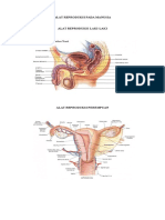 Alat Reproduksi Pada Manusia