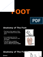 Foot