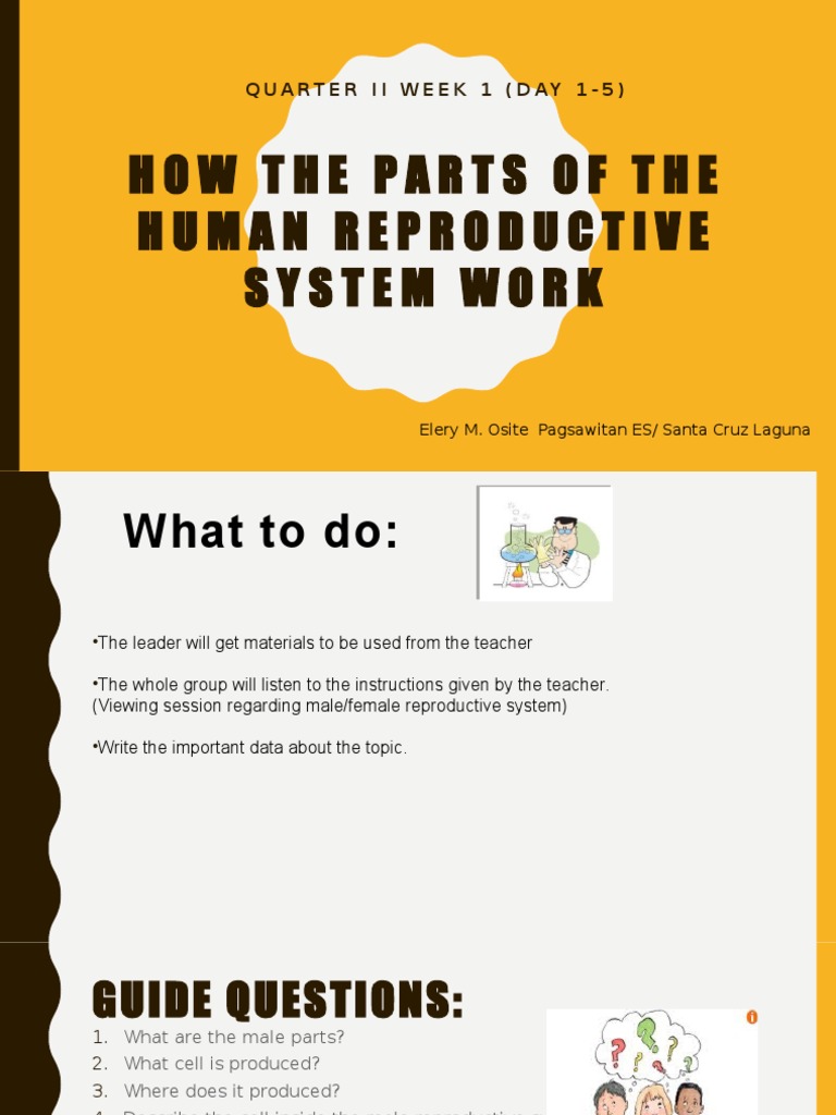 Understanding Human Reproductive Parts | PDF | Reproductive System ...