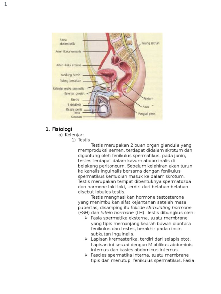 Anatomi Fisiologi Sistem Reproduksi Pria 