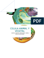 Celula Animal y Vegetal