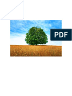 Arvores PDF
