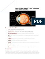 The Human Eye.docx