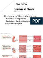 Cellular Structure of Muscle: - Neuromuscular Junction - Excitation - Contraction Coupling - Cross Bridge Cycle