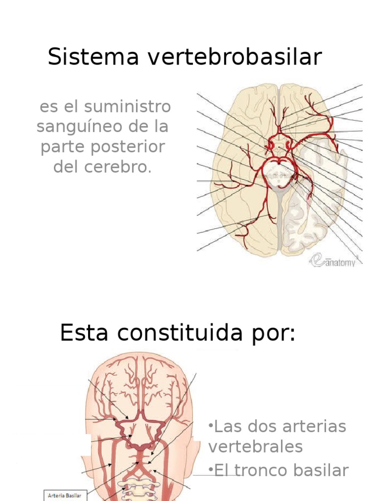 Sistema Vertebrobasilar | PDF, image size:768x1024