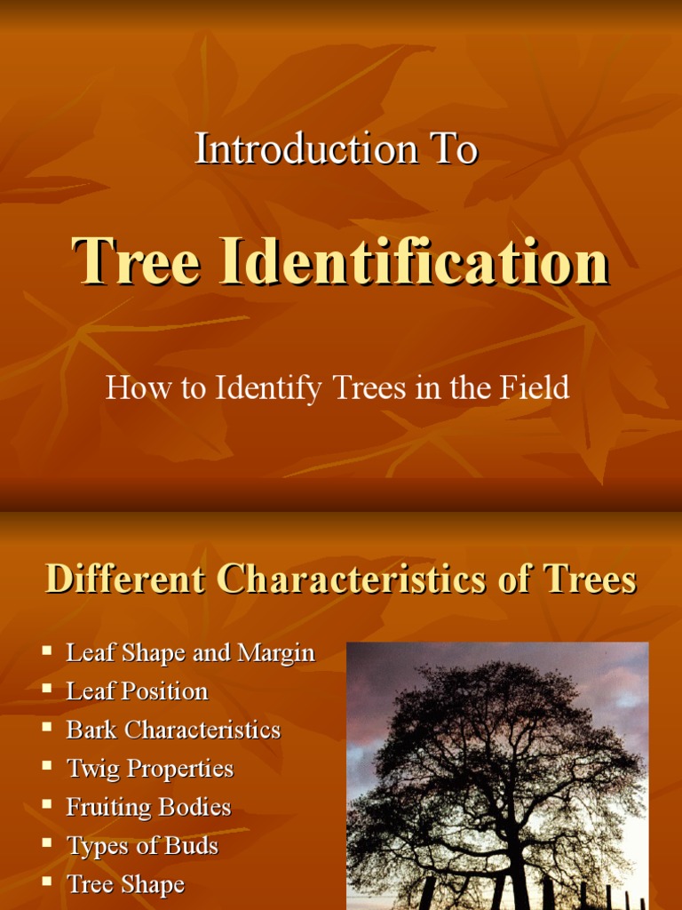Intro To Tree Identification | PDF
