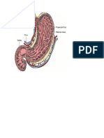 Mucosa de Estomago