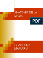 ANATOMIA+QUIRURGICA+DE+LA+MAMA