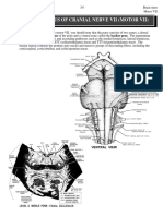 Facial Nerve CN7