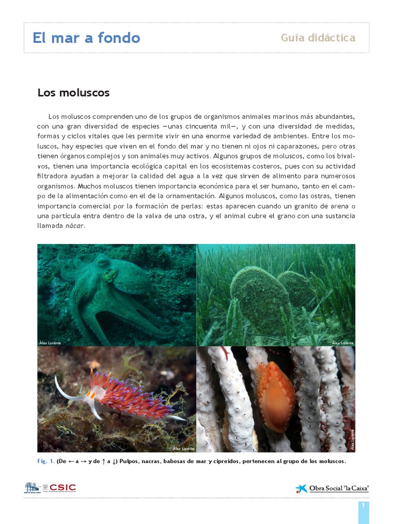 Guía didáctica sobre moluscos marinos | PDF | Moluscos | Bivalvia